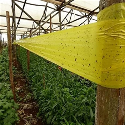 Adakah perangkap roll melekit kuning lebih berkesan daripada kad melekit?